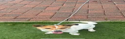 Jack Russell dogs for sale: Dan smith  - Advert 9