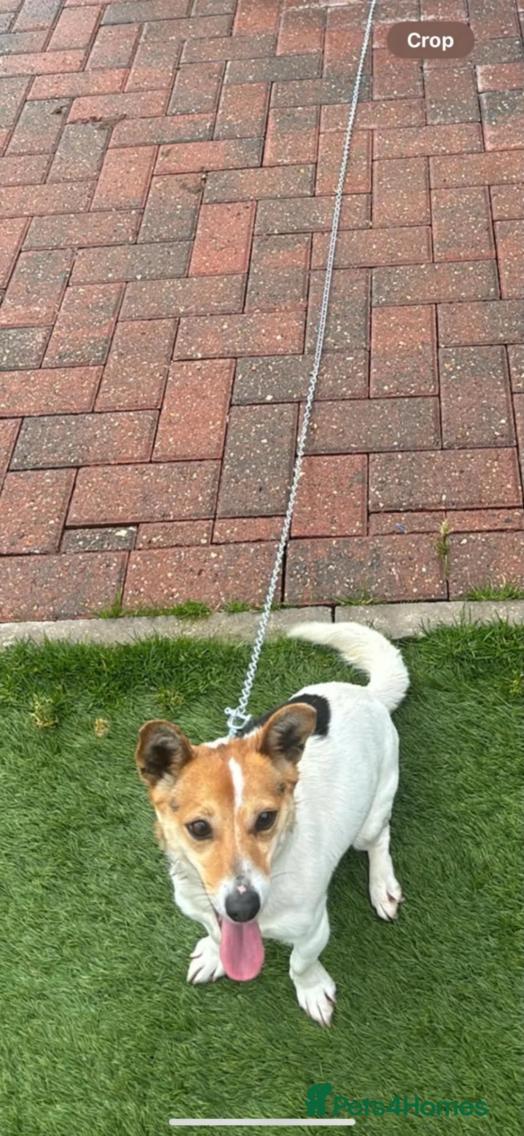 Jack Russell dogs for sale: Dan smith  - Advert 9