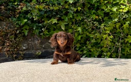 Miniature Dachshund dogs for sale: Long Haired Miniature Dachshunds - READY NOW! - Image 15