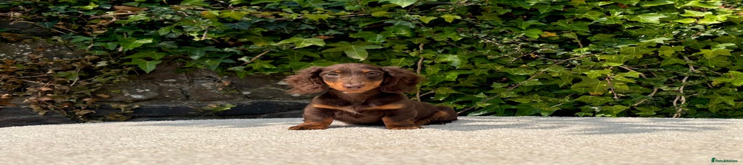 Chocolate tan boy 2