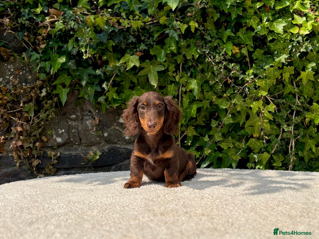 Miniature Dachshund dogs for sale: Long Haired Miniature Dachshunds - READY NOW! - Image 15