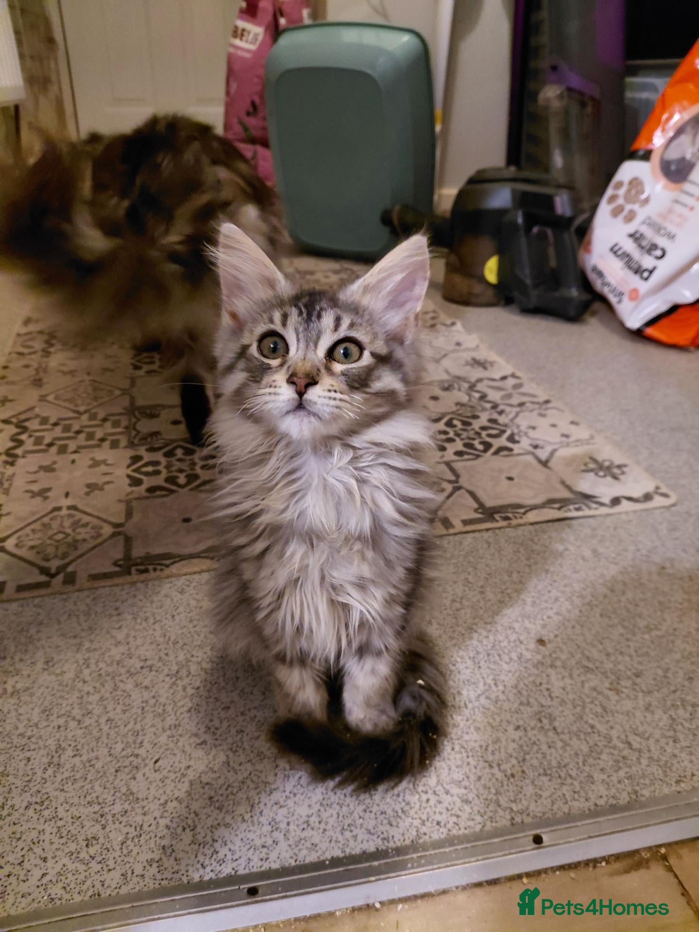 Maine Coon cats Maine coon - Advert 2