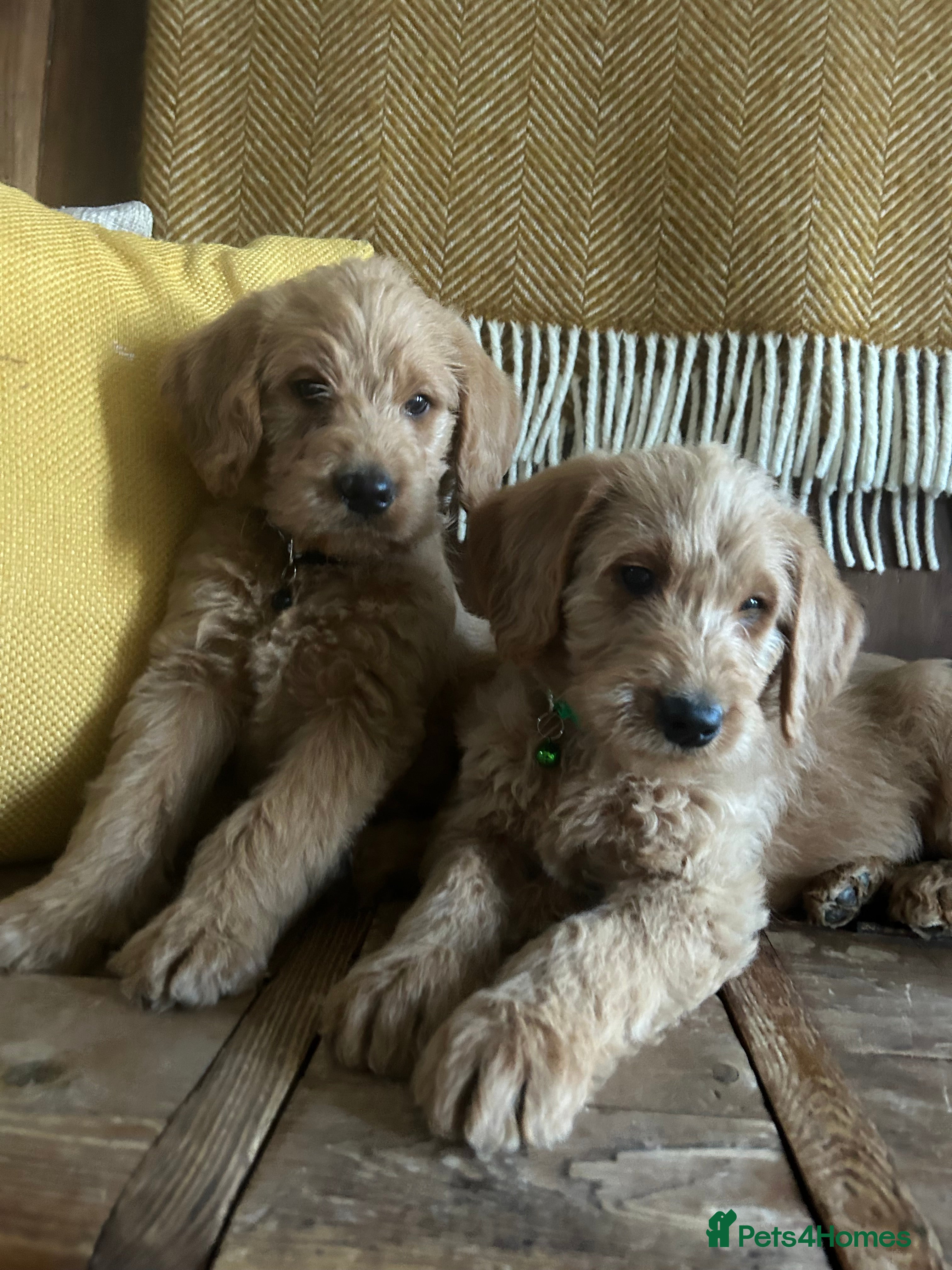 Labradoodle dogs  Labradoodle boys and girls - Advert 2
