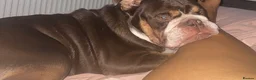 English Bulldog dogs for stud: chocolate tri british bulldog for stud  - Advert 7