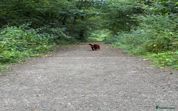 English Springer Spaniel dogs for sale: Male sprocker spaniel, Two years old, red colour  - Image 4