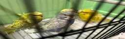 Budgerigars birds for sale: Helicopter/Hagoromo budgies for sale, good health - Advert 3