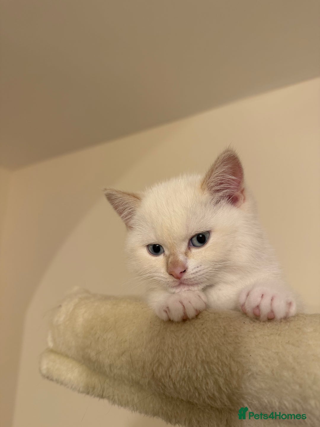 British Shorthair cats for sale: Female pure bred British short hair - Advert 7