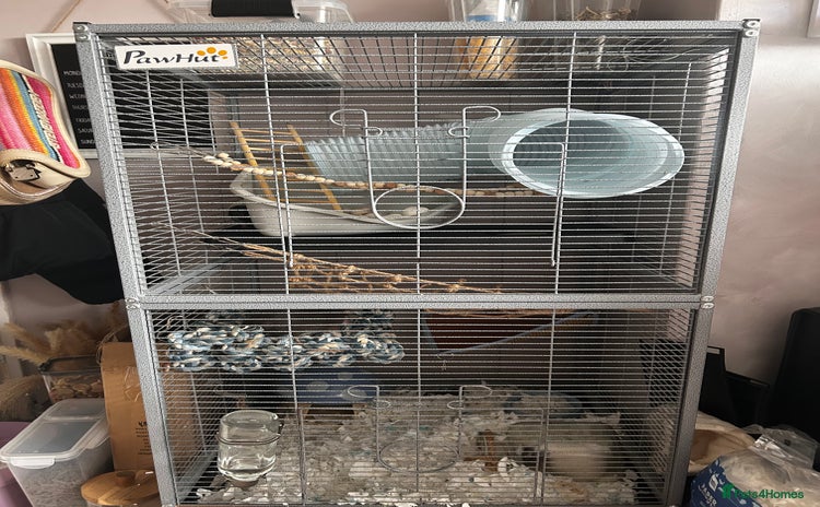 Rat rodents - Advert 1