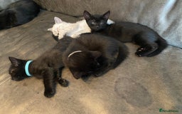 Mixed Breed cats for sale: X Siamese Adorable Kittens (white reserved now) - Image 6