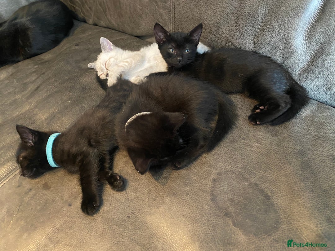 Mixed Breed cats for sale: X Siamese Adorable Kittens (white reserved now) - Image 6