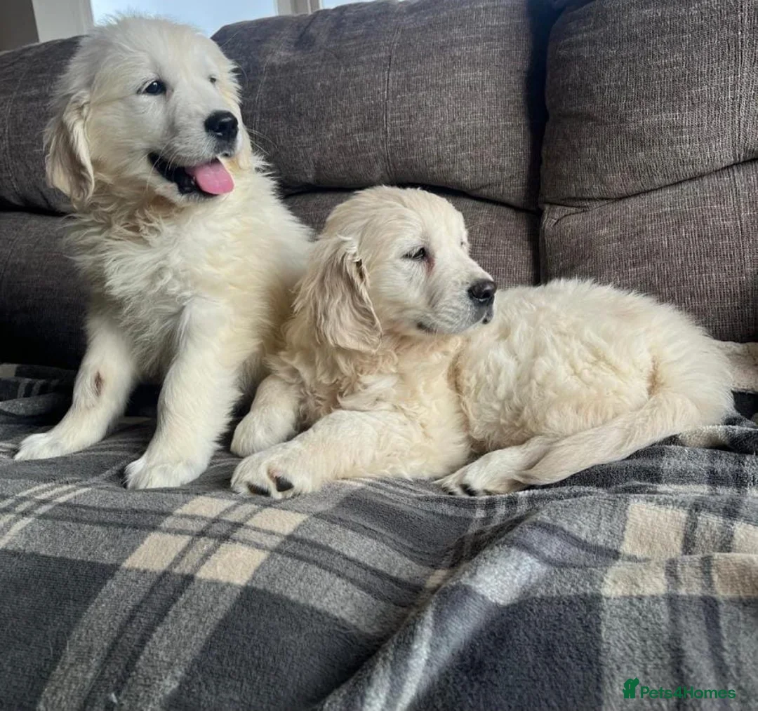 Golden Retriever dogs for sale: STUNNING HEALTH CHECKED AND TESTED PUPPIES  in Manchester - Advert 2