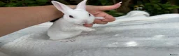 Rex rabbits for sale: ONE LEFT stunning blue eyed white mini rex baby in Whitchurch - Advert 2