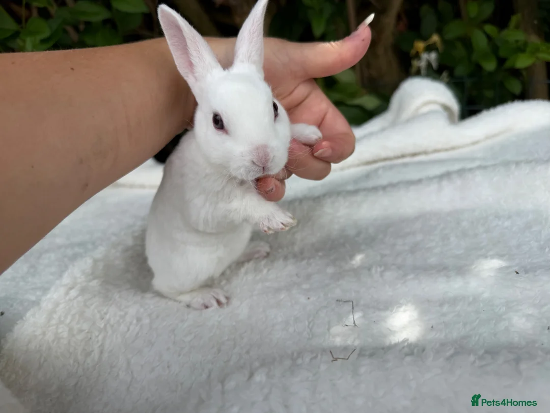 Rex rabbits for sale: ONE LEFT stunning blue eyed white mini rex baby in Whitchurch - Advert 2
