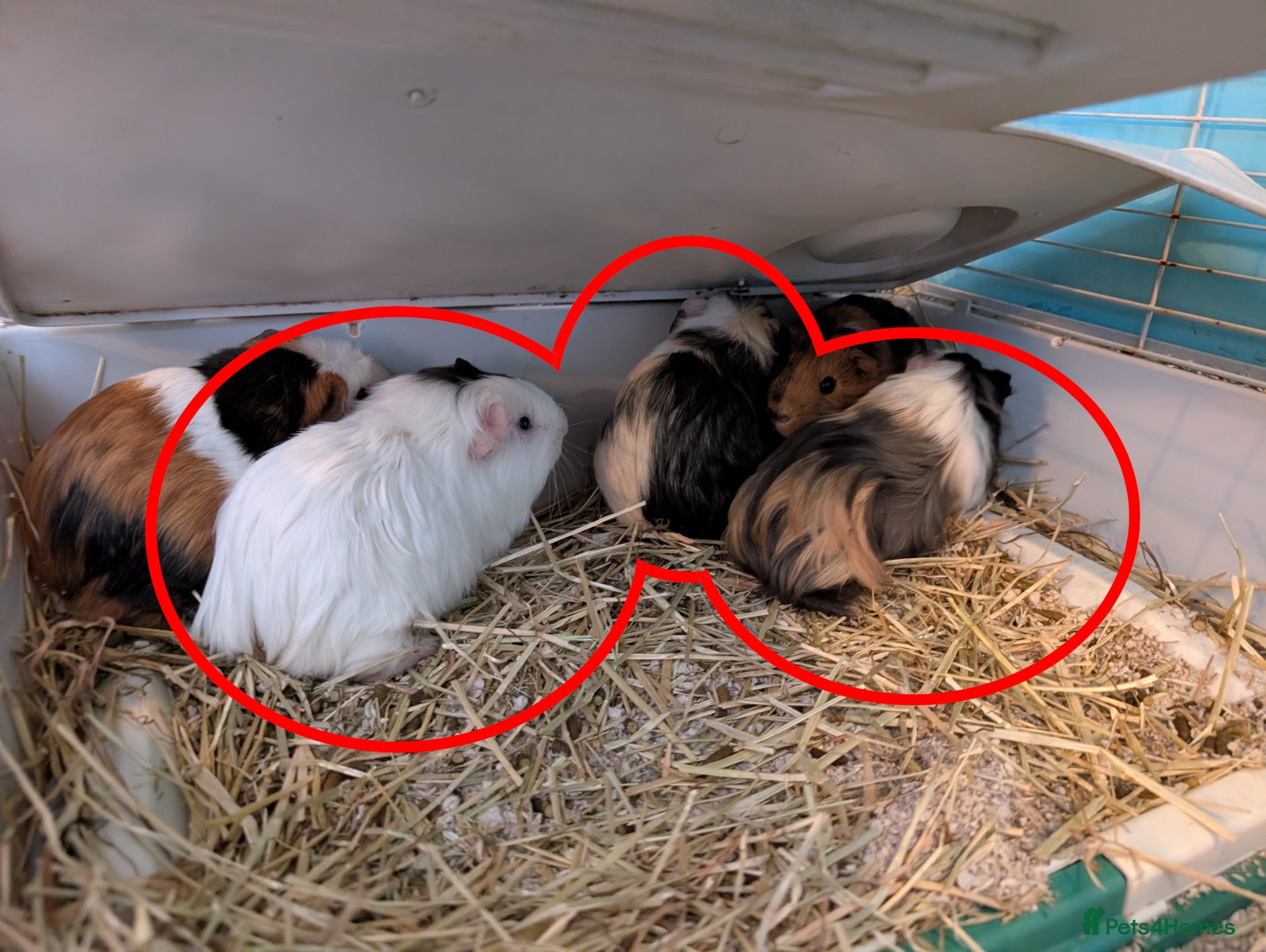 Guinea Pig rodents 3 Guinea pigs, all together - Advert 2