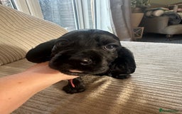 Cocker Spaniel dogs for sale: Beautiful Cocker Spaniel Puppies - Image 30