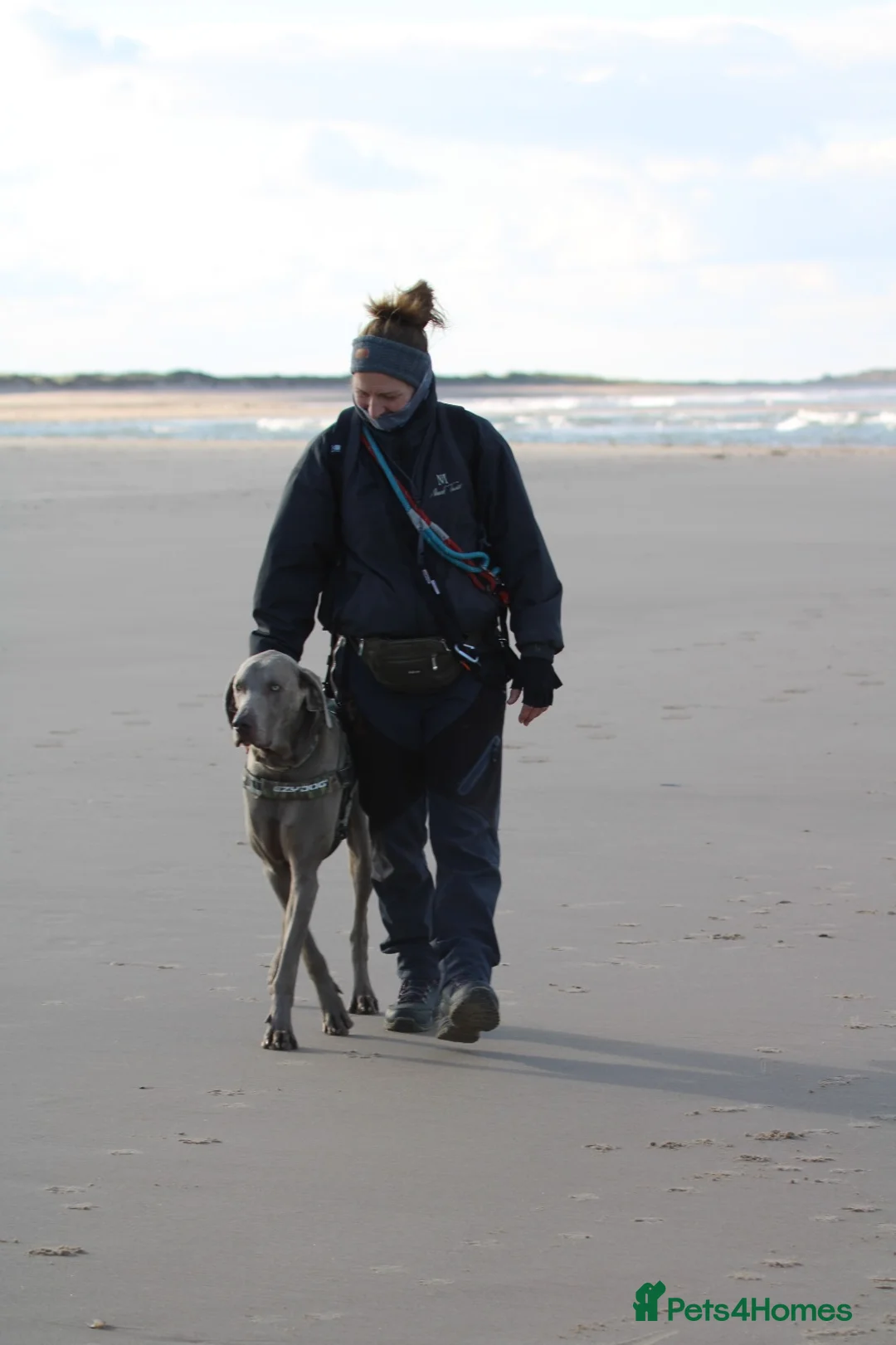 Weimaraner dogs for stud: Words of Wisdom in Bedford - Advert 11