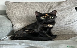 British Shorthair cats for sale: Female older cat - Image 1