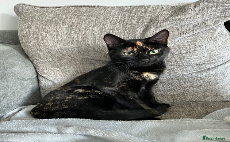 British Shorthair cats - Advert 1