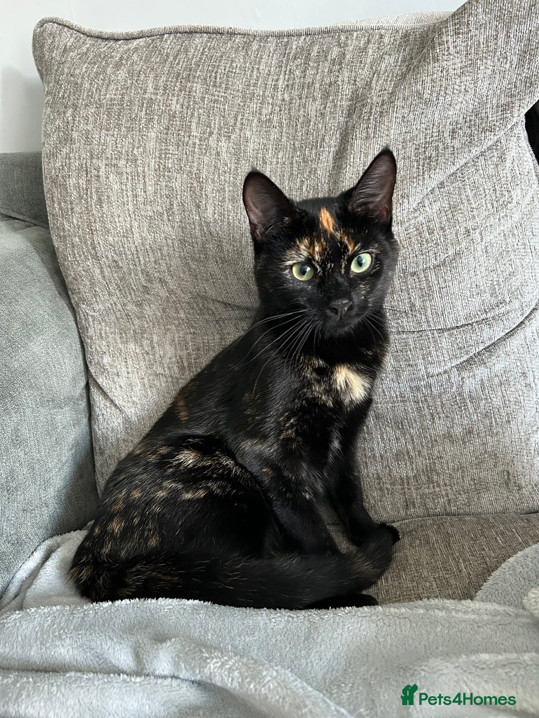 British Shorthair cats for sale: Female older cat - Image 1