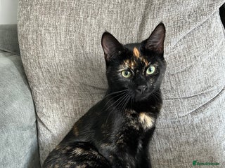 British Shorthair cats for sale - Advert 1