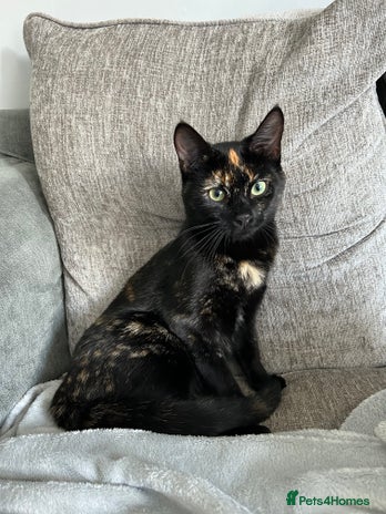 British Shorthair cats - Advert 1