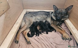 German Shepherd dogs for sale: Chunky German Shepherd Working Line Puppies  - Image 5