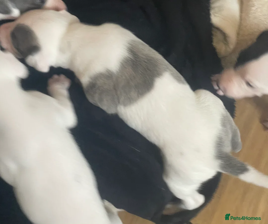 Whippet dogs for sale: Whippet puppies for sale - Advert 11