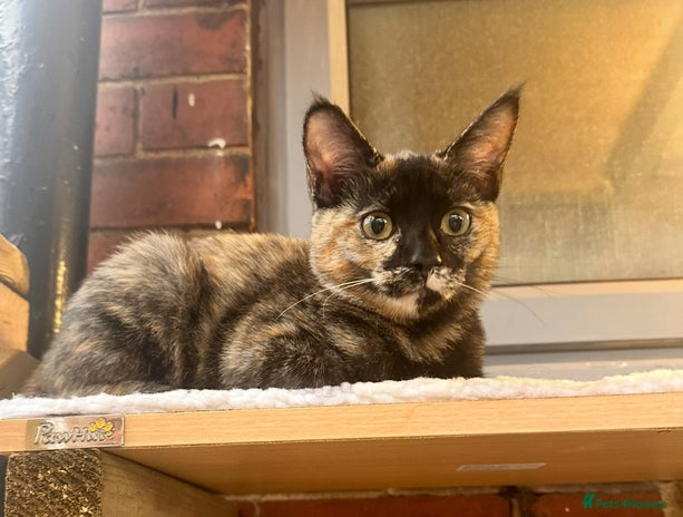 Ragdoll cats - Advert 15