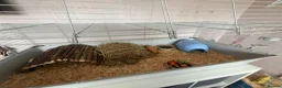 Guinea Pig rodents for sale: Male Guinea Pigs in Gravesend - Advert 8