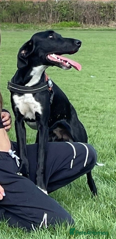 Mixed Breed dogs for sale: Meet Whizzer - 3 year old Male Lurcher - Advert 2