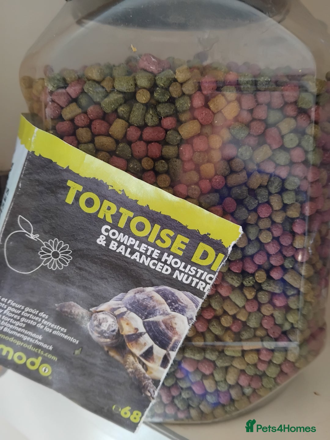 Tortoise reptiles for sale: Horsefield tortoise  - Image 6