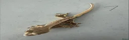 Gecko reptiles for sale:  Lilly white Crested gecko babies - Advert 23