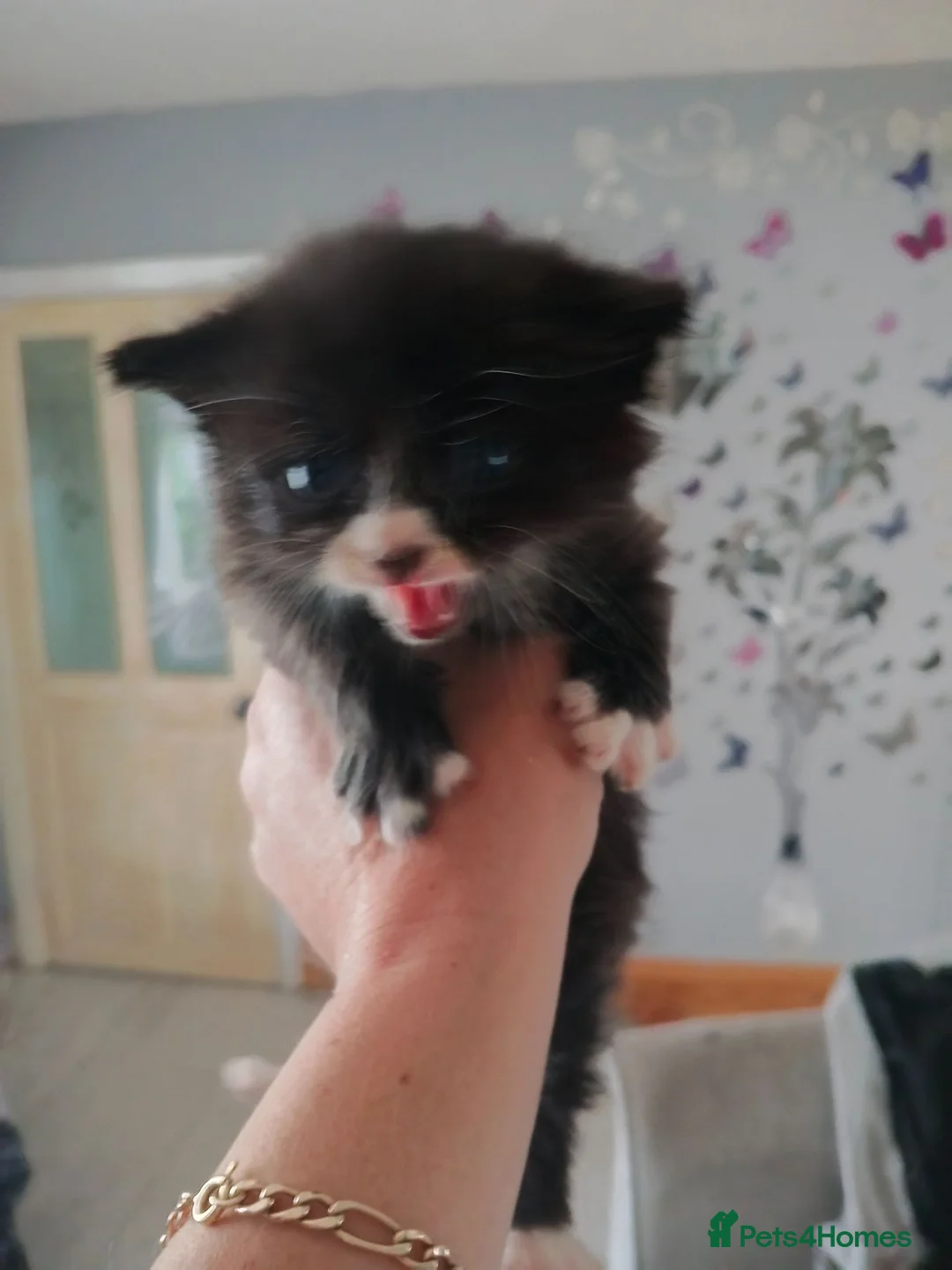 Burmese cats for sale: Andrea - Advert 1