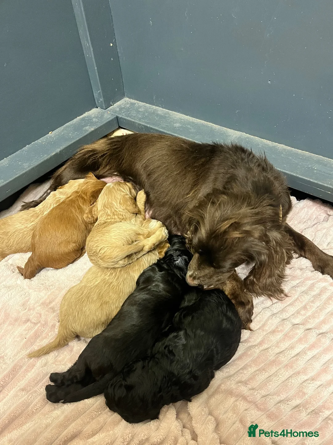 Cockapoo dogs for sale: Double miniature cockapoos  - Advert 2
