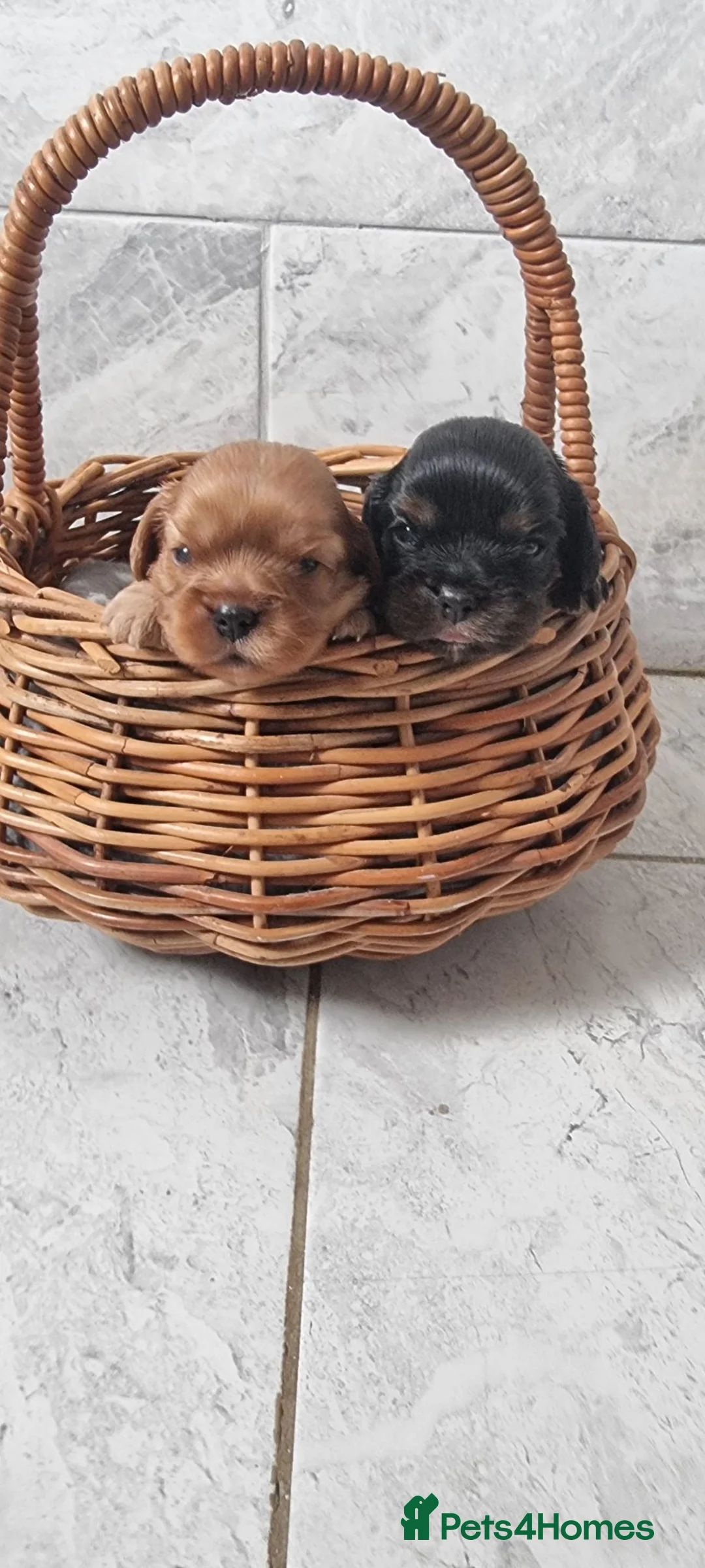 Cavalier King Charles Spaniel dogs for sale: True Cav kc reg Babies - Advert 2
