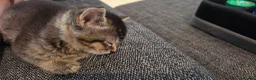 Mixed Breed cats for sale: Mixed breed tabby kitten - Advert 6