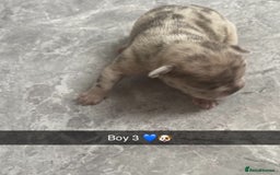 French Bulldog dogs for sale: ***BEAUTIFUL LITTER OF 7 FRENCH BULLDOGS *** - Image 8
