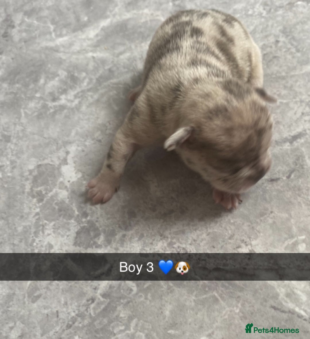 French Bulldog dogs for sale: ***BEAUTIFUL LITTER OF 7 FRENCH BULLDOGS *** - Image 8