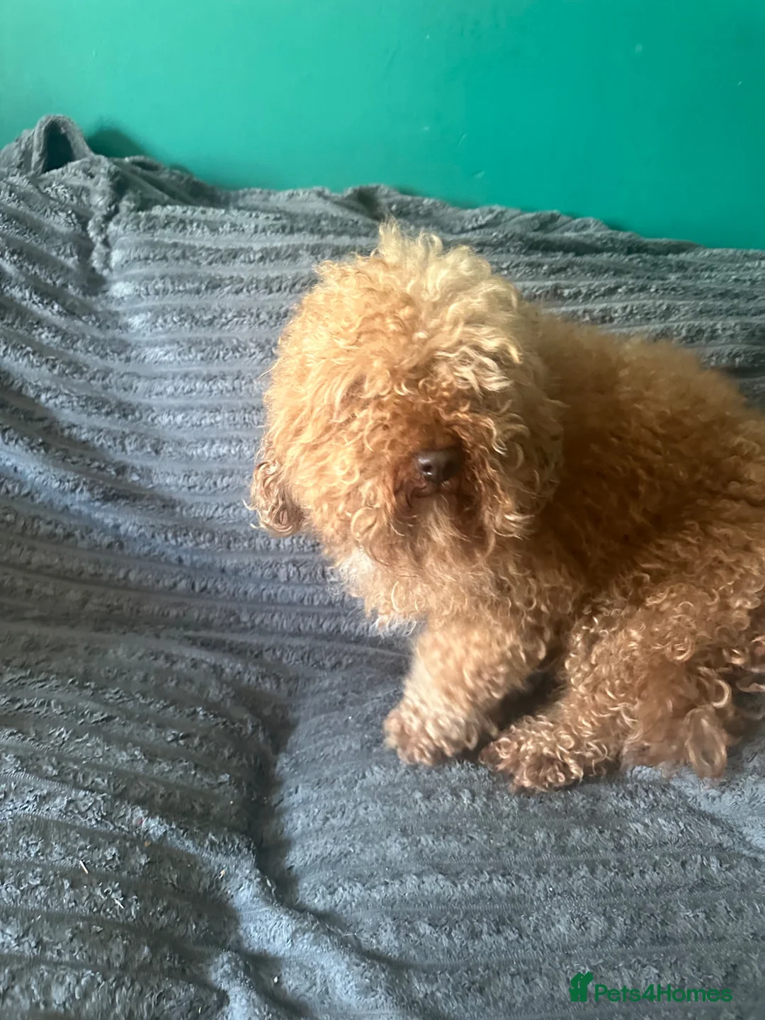 Toy Poodle dogs for stud: Toy poodle for stud  - Advert 2