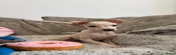 Italian Greyhound dogs for sale: KC Italian greyhound puppies 🏡 ready now - Advert 8