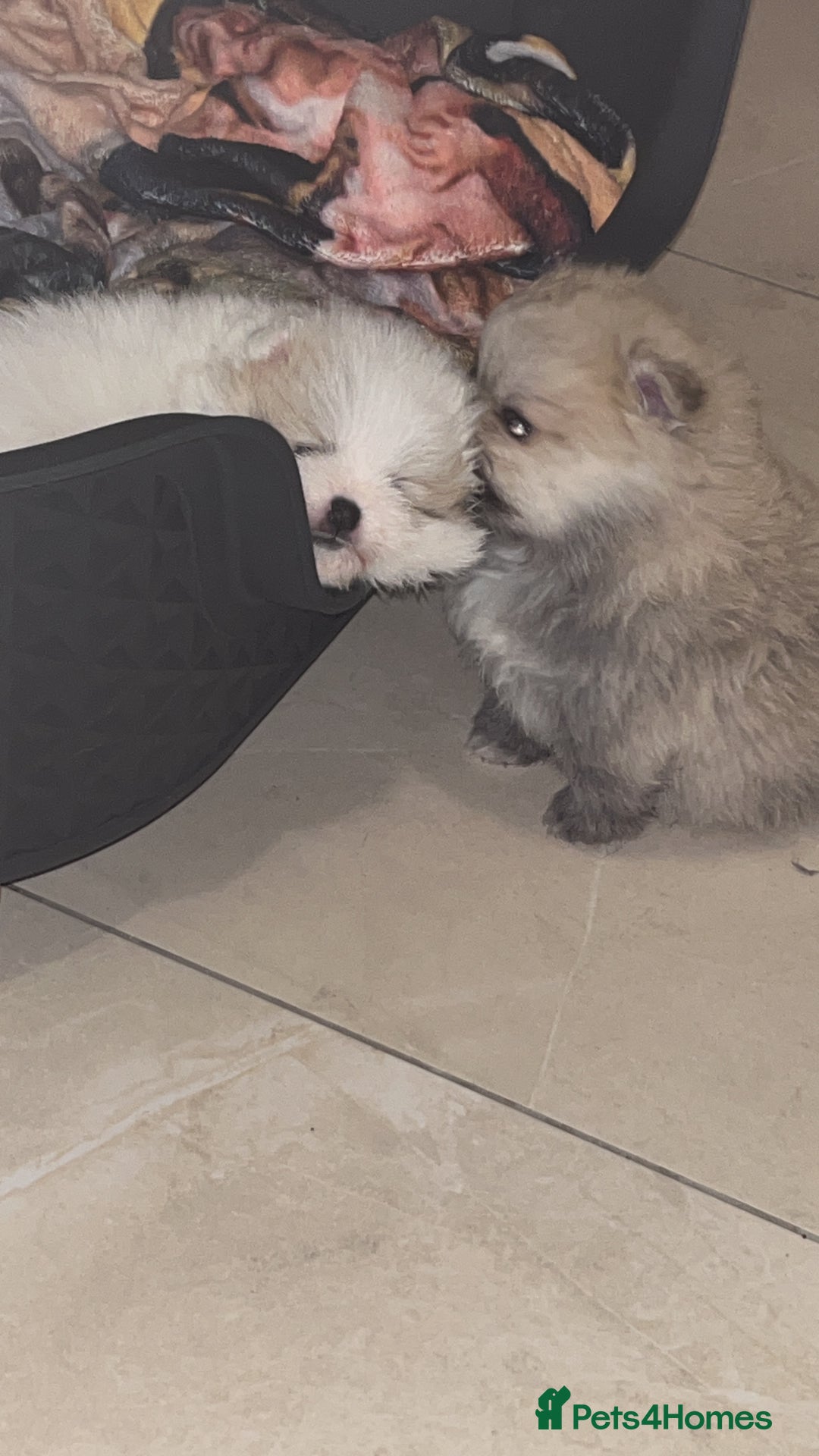 Pomeranian dogs for sale: Kc Registered Pomeranian Pups - Image 7