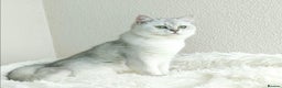 British Shorthair cats for sale: Registered British Shorthair – Angel, White Silver - Advert 4