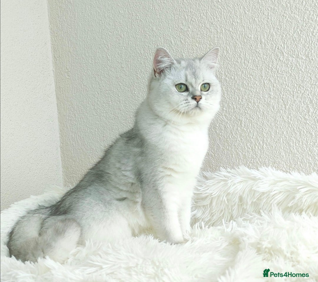 British Shorthair cats for sale: Registered British Shorthair – Angel, White Silver - Advert 4
