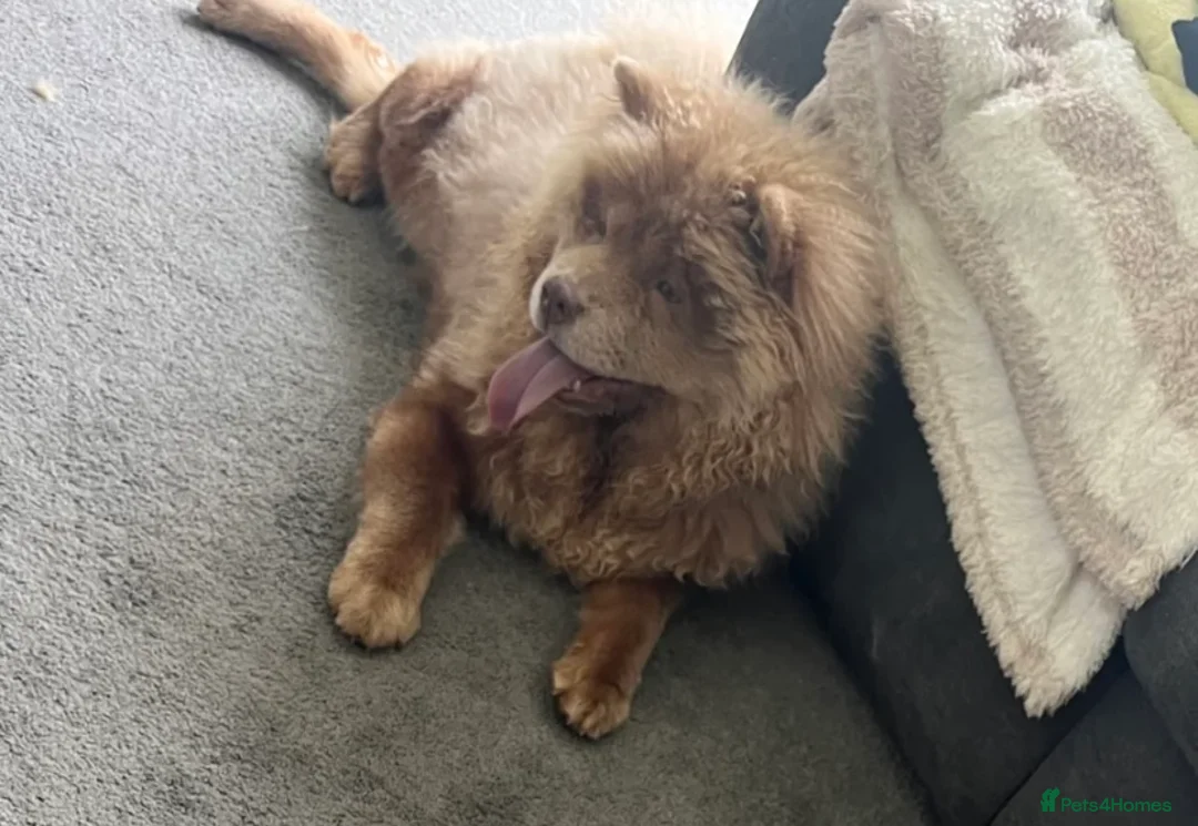 Chow Chow dogs for sale: Chow Chow For Rehoming - Advert 2