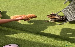 Cavapoochon dogs for sale: Cavapoochon puppies  - Image 3