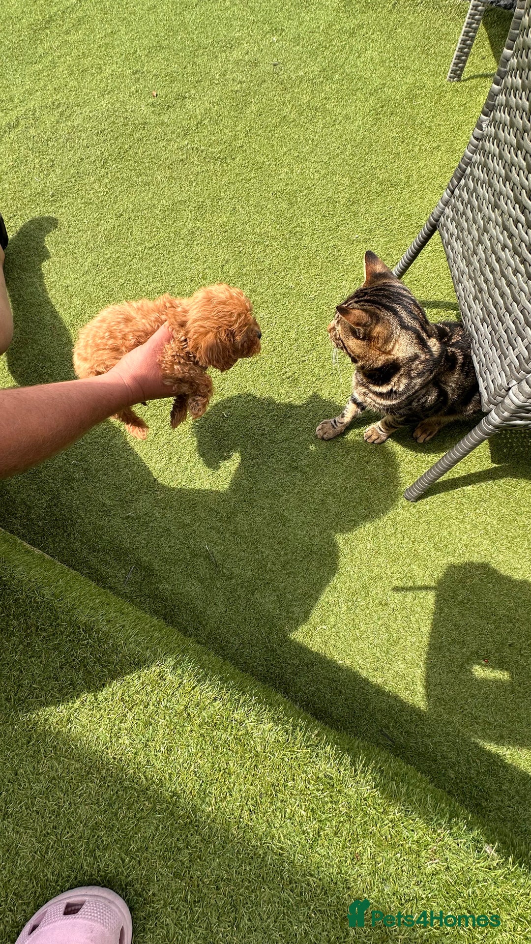 Cavapoochon dogs for sale: Cavapoochon puppies  - Image 3