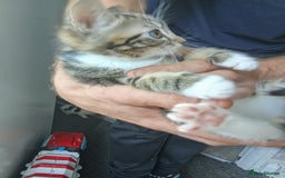 Mixed Breed cats for sale: Kittens for sale  - Image 16