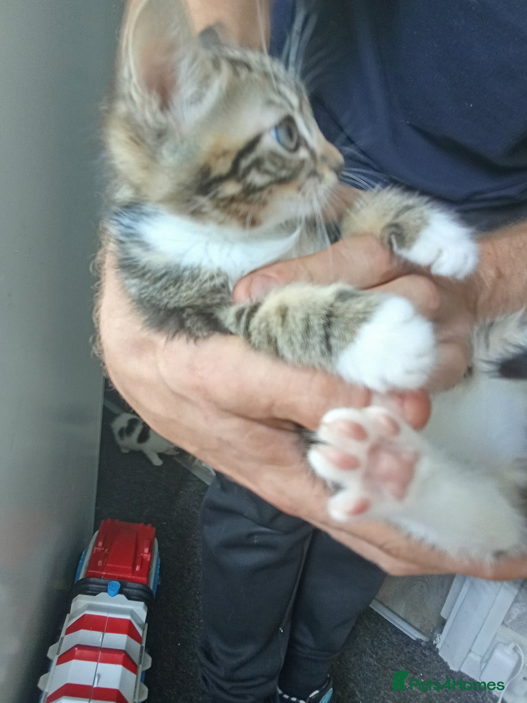 Mixed Breed cats for sale: Kittens for sale  - Image 16