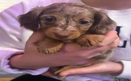 Miniature Dachshund dogs for sale: 👻🎃Miniature long coat Dachshunds 🎃👻 - Image 5