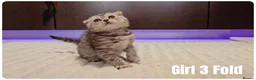 Scottish Fold cats for sale: 🐱 Scottish Fold & Scottish Straight Kittens - Advert 7